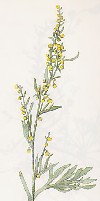 Artemisia abrotanum"